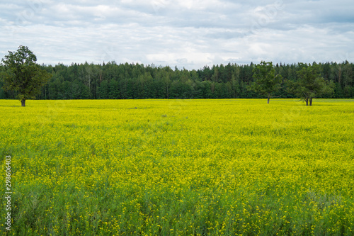 Green meadow with lonely trees and yellow plants