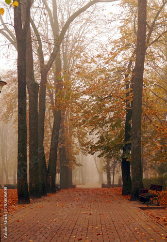 Obraz na płótnie Autumn park alley in dense fog w salonie
