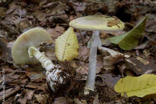 Deadly poisonous mushroom Amanita phalloides growing in the leaves in the beech forest. Also known as death cap. Mushroom with green cap and white stem. Natural condition. photo