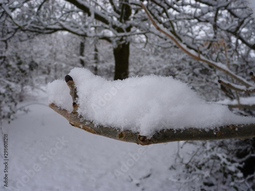 snow covered branches of tree in winter