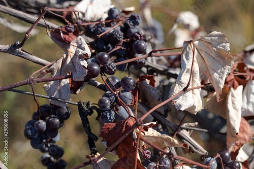 Hybrid of vitis labrusca and vinifera. photo