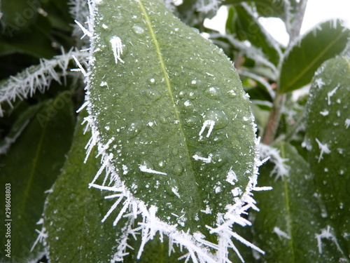 drops of ice on leaf