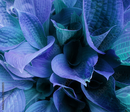 Blue azure cobalt sapphire lapis cerulean leaves of bush as natural botanical pant pattern texture backgroun close up © Darya