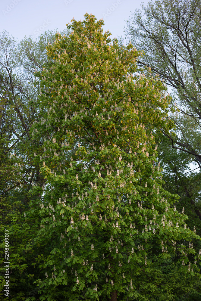 Fototapeta premium Lots of chestnut tree blossoms.