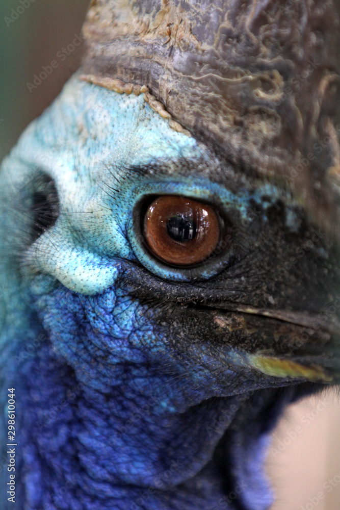 Obraz premium Cassowary