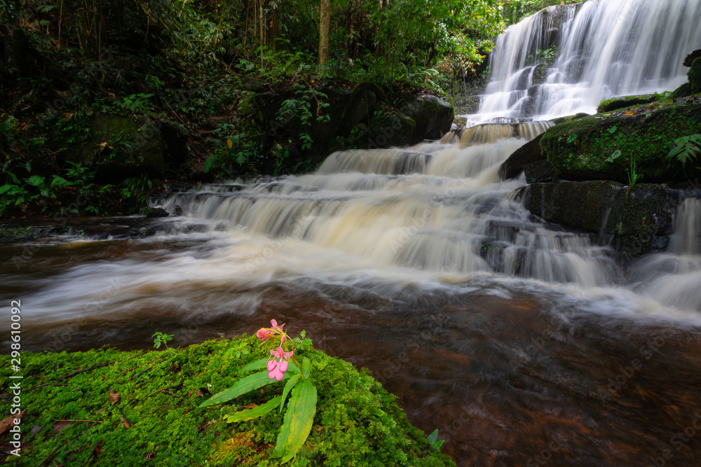 Obraz premium Pink Snapdragon (Antirrhinum) flower only at Mun Dang Waterfall, Phu Hin Rong Kla National Park, Petchaboon province,Thailand