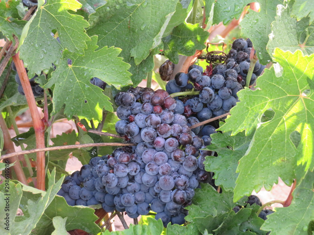 Beautiful photo of grape bunches of nice color and great taste