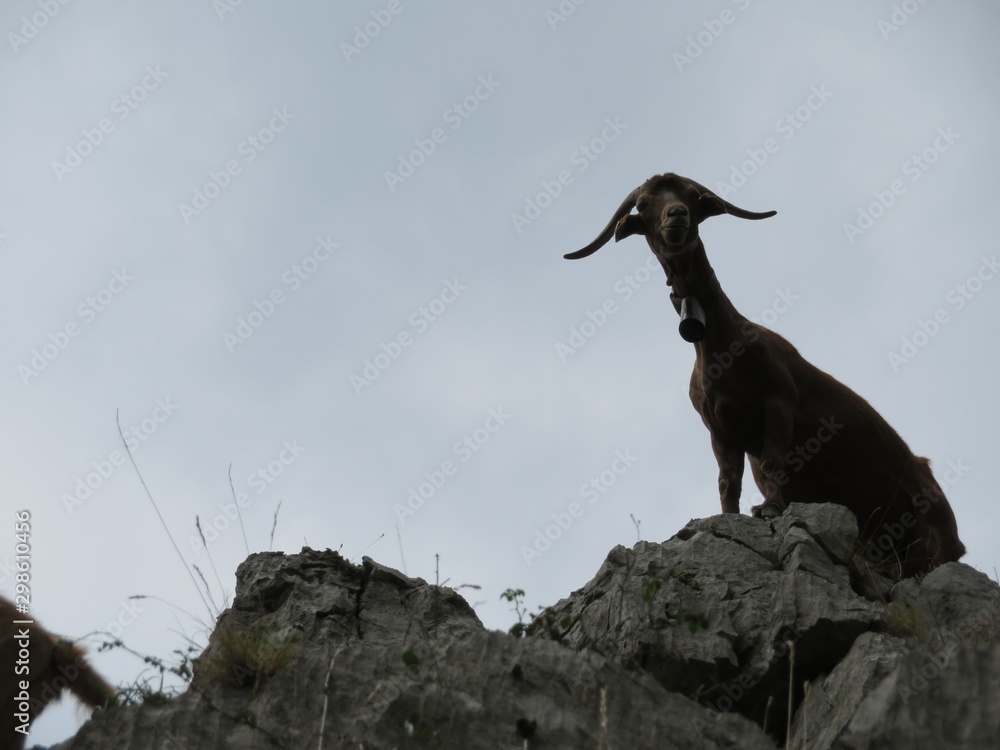 Beautiful goats in freedom eating grass of the field and the mountain Beautiful goats in freedom eating grass of the field and the mountain