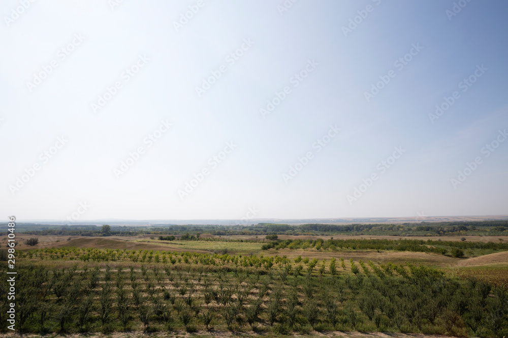 View of an orchard.