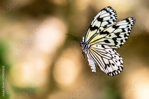 Flying Butterfly from Japan, Name:Idea leuconoe photo