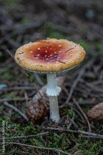 giftige Fliegenpilze auf dem Herbstlichen Waldboden photo