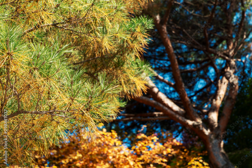 Yellow and green of pine needles on a dark color background. Yellow and green of pine needles on a dark color background.