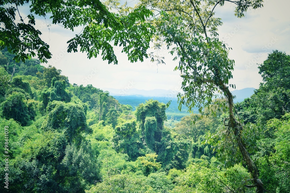 Obraz premium trees and blue sky