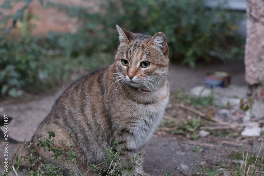 portrait of a gray cat with a white face looking forward