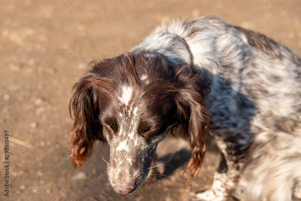 Adult spaniel dog seen sitting in an outdoor location having been exercising with his owner. 