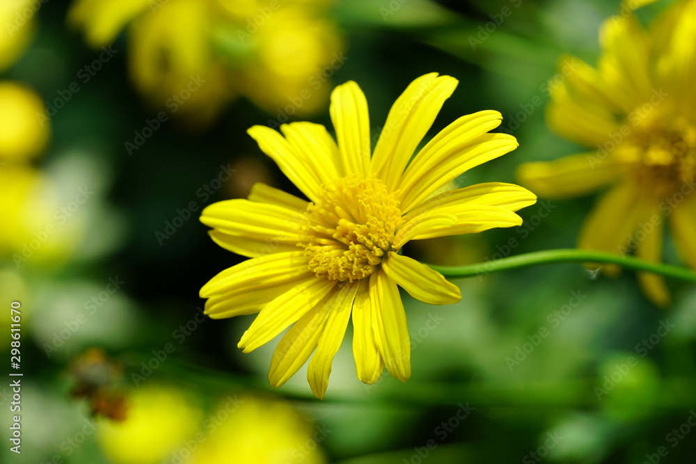 Close up of beautiful flower with nature background. The image contain certain grain or noise and soft focus. Close up of beautiful flower with nature background. The image contain certain grain or noise and soft focus.