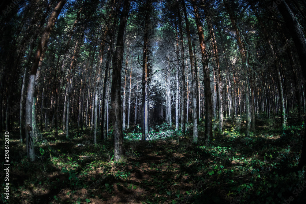 Magical lights sparkling in mysterious pine forest at night. Magical lights sparkling in mysterious pine forest at night.
