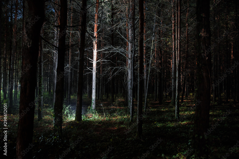Fototapeta premium Magical lights sparkling in mysterious pine forest at night.