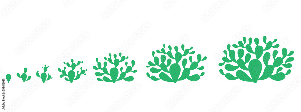 The Growth Cycle of opuntia cactus plant. Prickly pear phases set. Nopal ripening period. The life stages development. Indian opuntia ficus-indica growing. Vector Infographic illustration. The Growth Cycle of opuntia cactus plant. Prickly pear phases set. Nopal ripening period. The life stages development. Indian opuntia ficus-indica growing. Vector Infographic illustration.