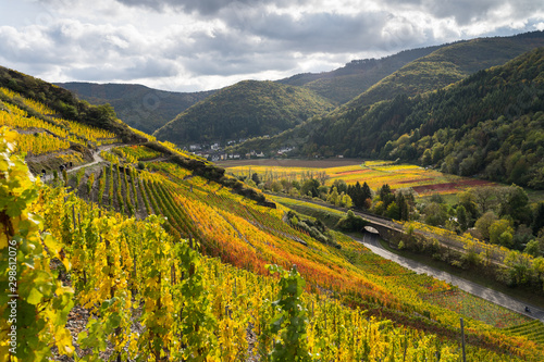The golden autumn on the red wine trail in the Ahr valley photo