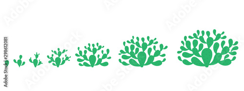 The Growth Cycle of opuntia cactus plant. Prickly pear phases set. Nopal ripening period. The life stages development. Indian opuntia ficus-indica growing. Vector Infographic illustration.