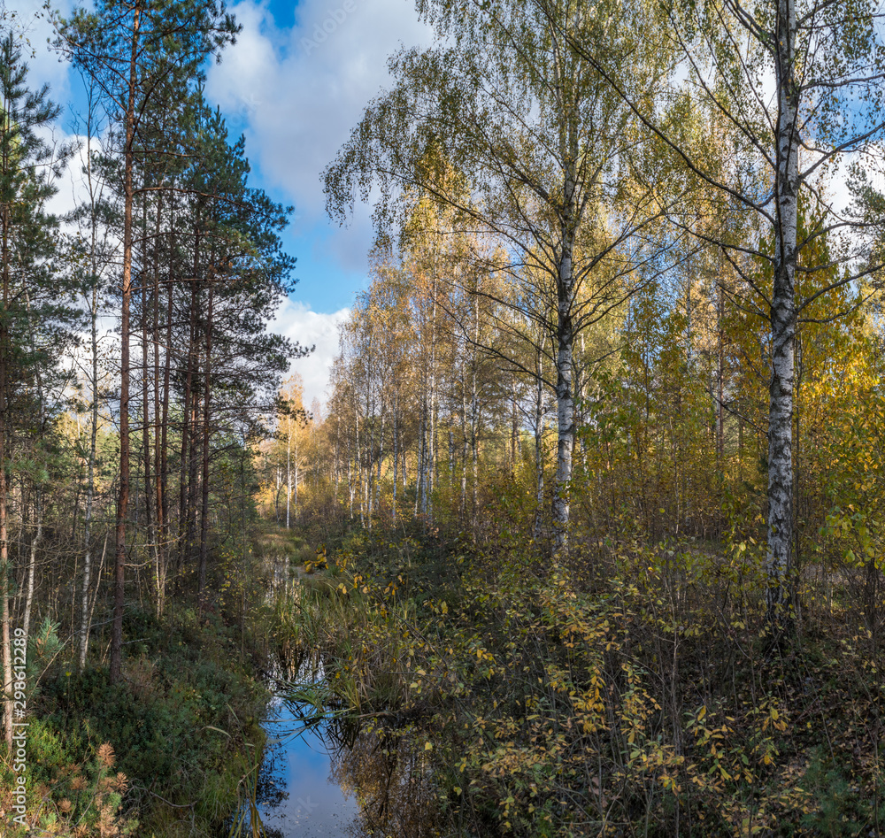 forest in autumn forest in autumn