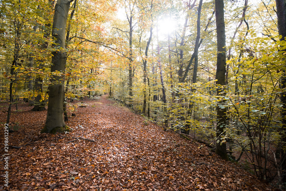 Naklejka premium Waldweg im Herbst