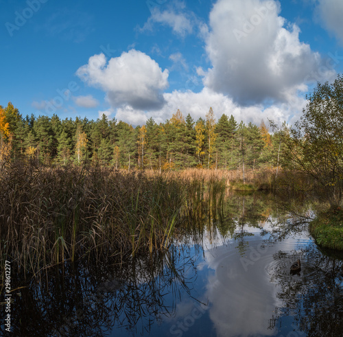 forest in autumn