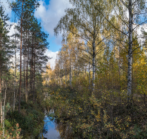 forest in autumn