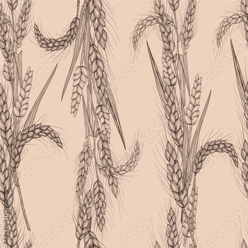 Vector hand drawn wheat ears seamless pattern. Farm field illustration.For packing.Bunch of grain barley.Banner design. Barley illustration in vintage style.Wheat ,granule, kernel,corn,rye,barley,oats