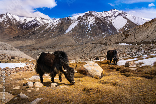 The domestic yak (Bos grunniens) on the way to Nubra 150 km North from Leh town Valley, Diskit, Ladakh district, Jammu and Kashmir, North India photo