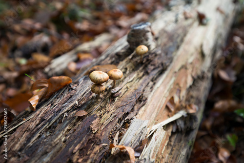 Pilze wachsen aus totem Baumstamm