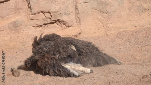 Greater Rhea or American Rhea or Ostrich Nandu (Rhea americana) is bathing in the sand