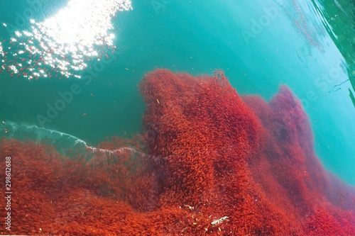 Tela lobster krill swarm in sea water