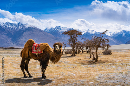  A camel standing in front of  a dessert plant with a mountain background at Sand Dunes in Nubra Valley, Diskit, Ladakh district, Jammu and Kashmir, India photo