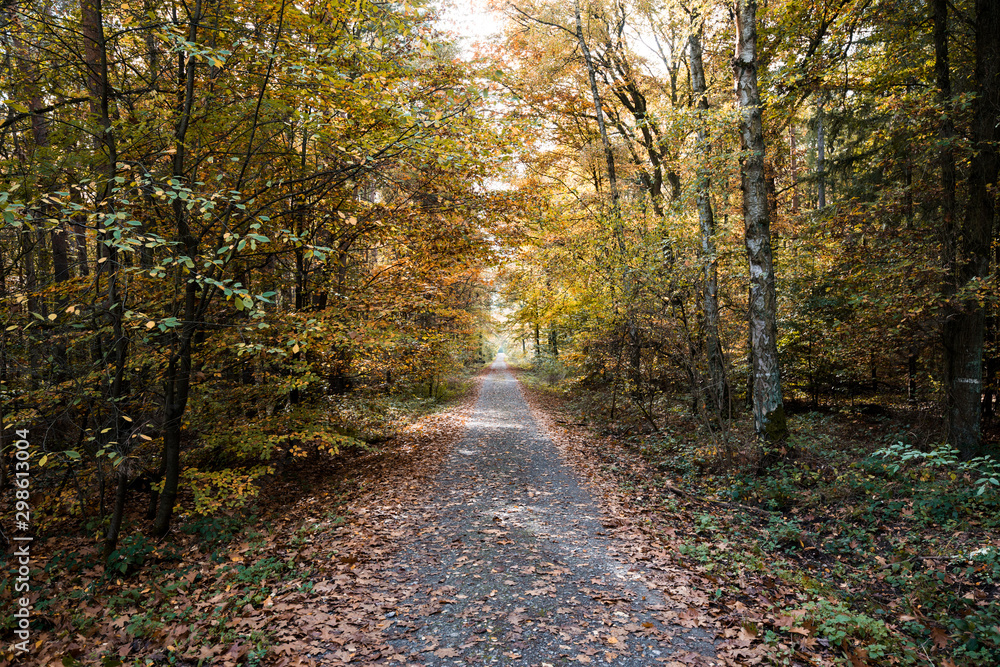 Waldweg im Herbst