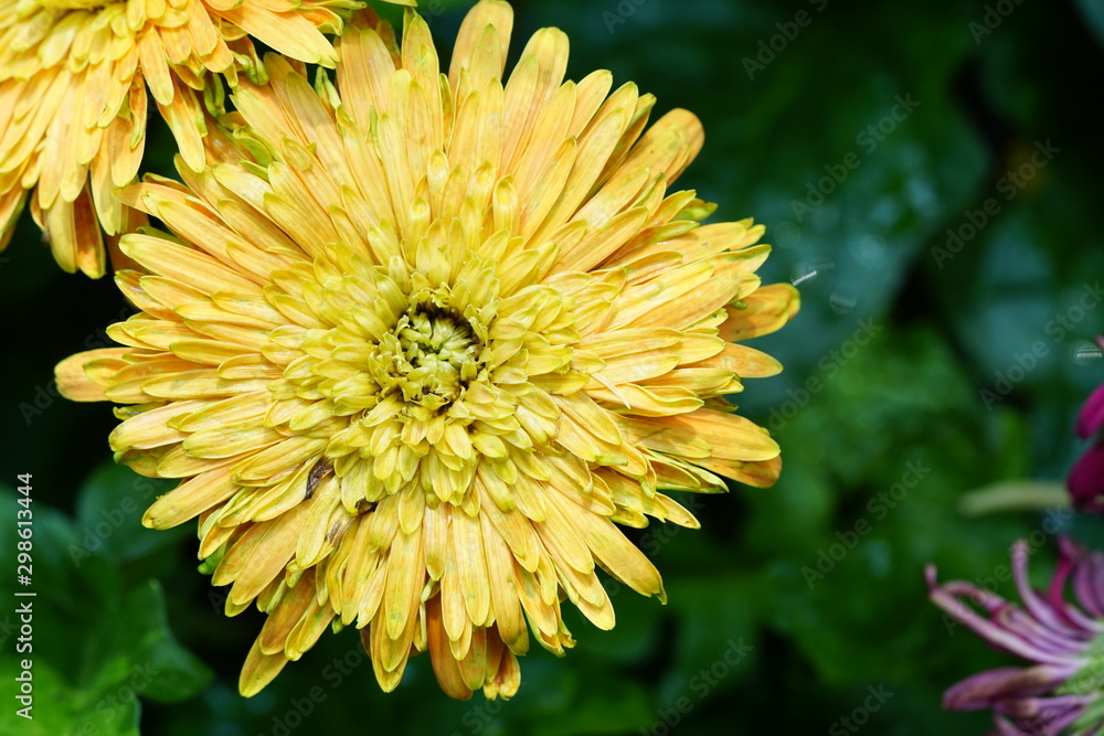 Close up of beautiful flower with nature background. The image contain certain grain or noise and soft focus. Close up of beautiful flower with nature background. The image contain certain grain or noise and soft focus.