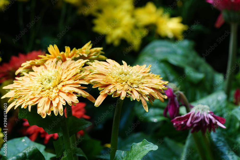Close up of beautiful flower with nature background. The image contain certain grain or noise and soft focus. Close up of beautiful flower with nature background. The image contain certain grain or noise and soft focus.
