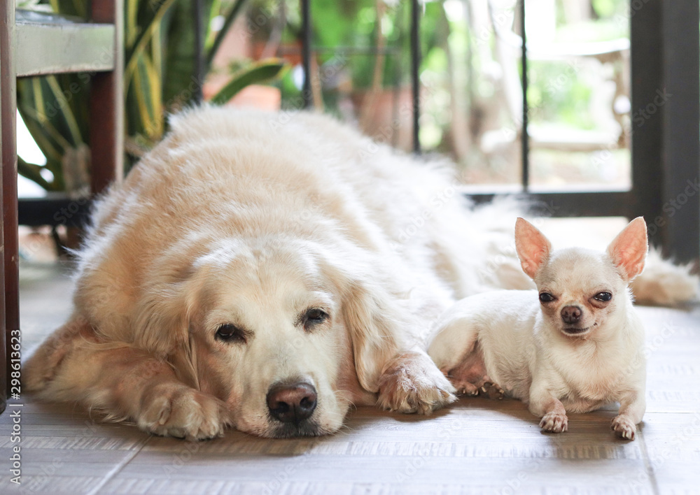 Chihuahua and sales golden retriever