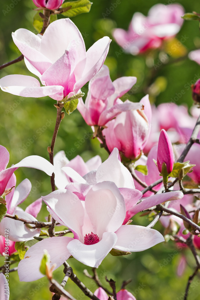 Blooming pink magnolia Soulangeana closeup