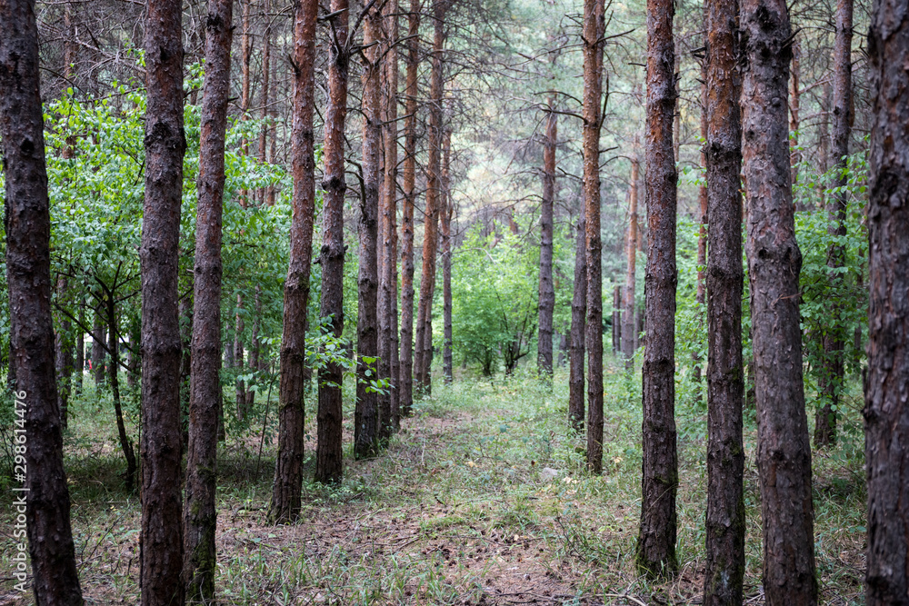 Fototapeta premium Kora sosny z bliska. Piękny las sosnowy w okresie letnim.