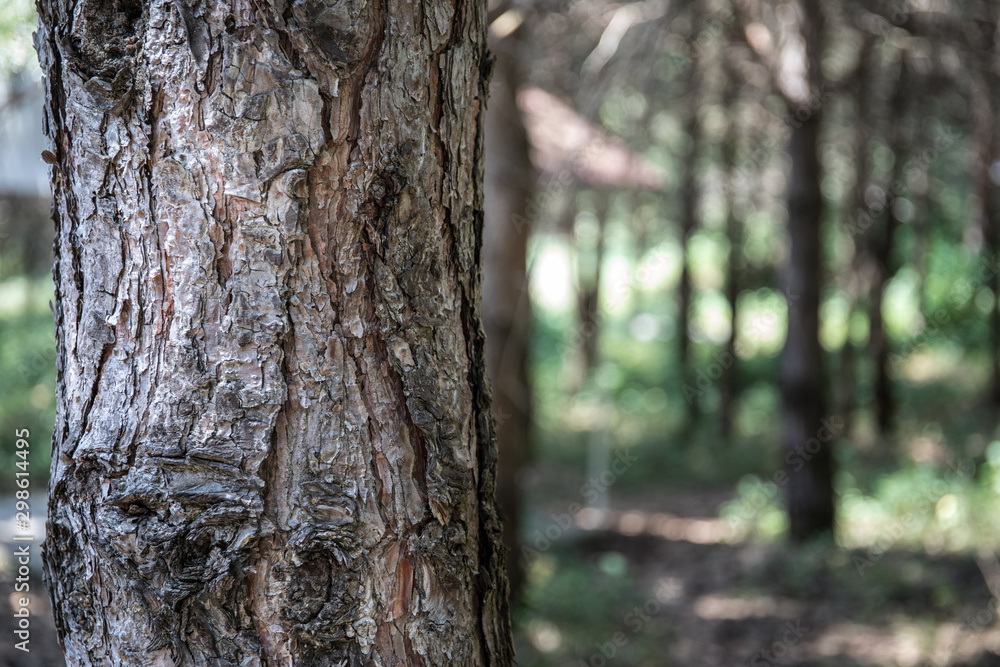 Bark of Pine Tree close up. Beautiful pine forest at summer time. Bark of Pine Tree close up. Beautiful pine forest at summer time.