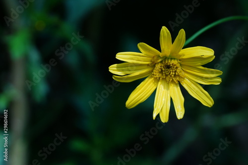 Close up of beautiful flower with nature background. The image contain certain grain or noise and soft focus.