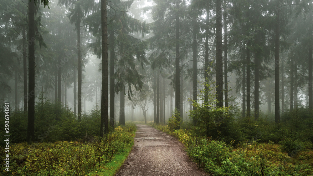 Fototapeta premium Waldweg im Nebel