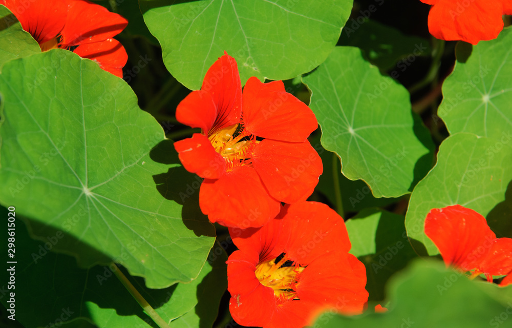 Bright orange nasturtium flower