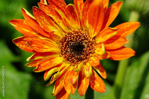 Close up of beautiful flower with nature background. The image contain certain grain or noise and soft focus.