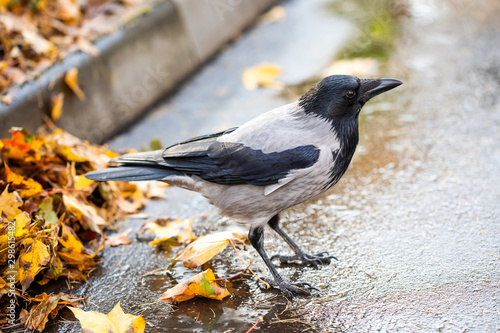 The hooded crow Corvus cornix or hoodie. Eurasian black gray feather bird on asphalt background.