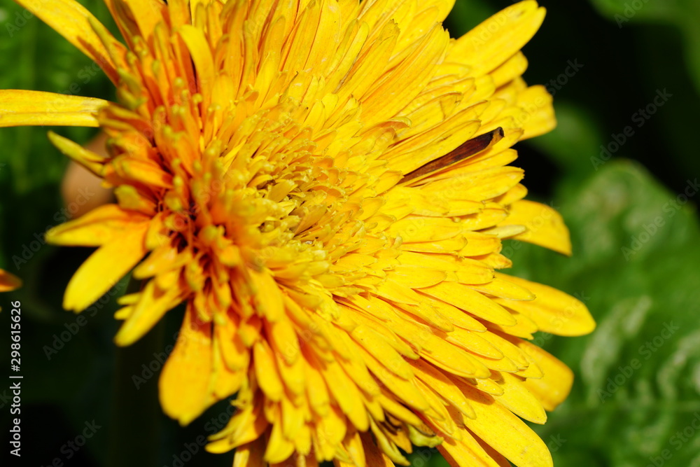 Close up of beautiful flower with nature background. The image contain certain grain or noise and soft focus. Close up of beautiful flower with nature background. The image contain certain grain or noise and soft focus.