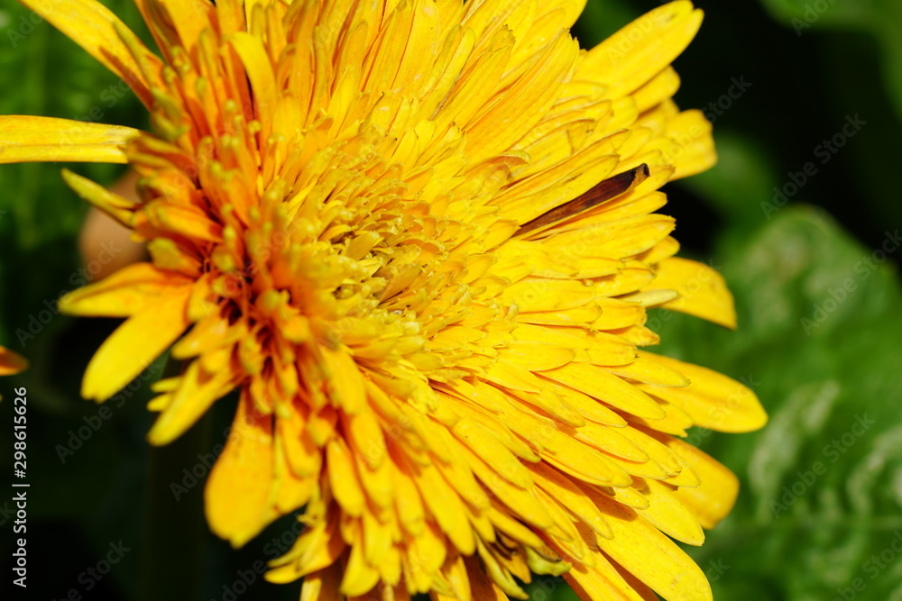 Close up of beautiful flower with nature background. The image contain certain grain or noise and soft focus.