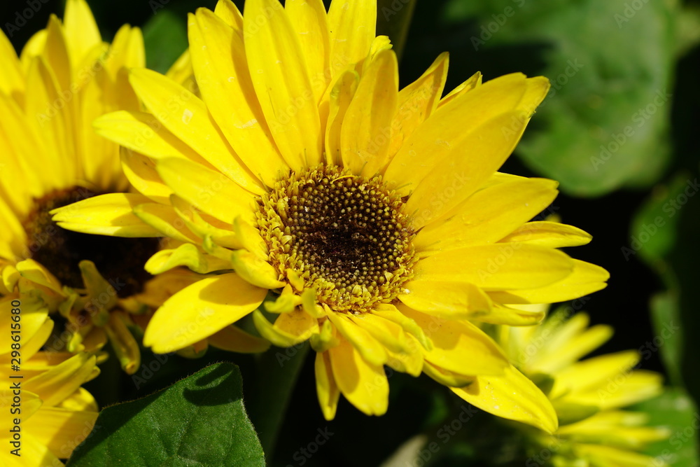 Close up of beautiful flower with nature background. The image contain certain grain or noise and soft focus. Close up of beautiful flower with nature background. The image contain certain grain or noise and soft focus.